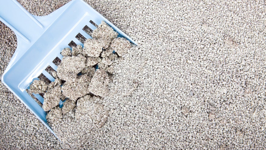 Cat litter box istock.jpg